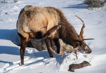 Bull Elk surviving the winter