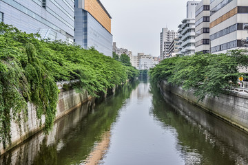 Fototapeta na wymiar 東京都目黒区の川沿いの木々が青々と茂る夏の目黒川