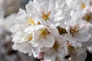 東京都新宿区の公園の満開に咲く桜
