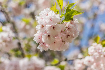東京都新宿区の公園の満開に咲く桜