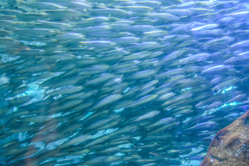 水族館の水槽を群れで泳ぐカタクチイワシ
