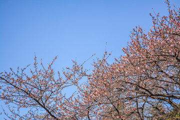 東京都新宿区の公園のたくさんの桜の蕾