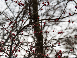 Berries on Tree