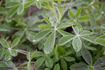 Bluebonnet leaves