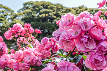 東京都北区西ヶ原にある庭園のバラ
