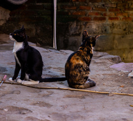 Portrait of wild cats outdoors. Cute domestic animals. Pets relax in a motorcycle repair shop.