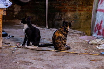 Portrait of wild cats outdoors. Cute domestic animals. Pets relax in a motorcycle repair shop.