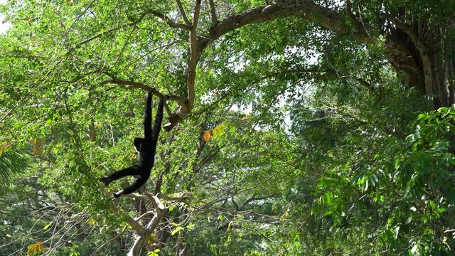 A monkey leaping on a branch, Nomascus leucogenys or White-cheeked gibbon