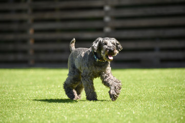 ミニチュアシュナウザー