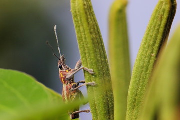 insecto, escarabajo en planta