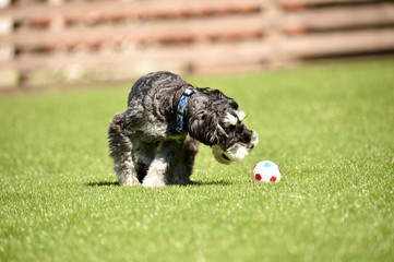 ミニチュアシュナウザー