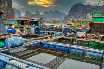 Fish farm at floating village in Halong Bay, near Cat Pa Island, Vietnam