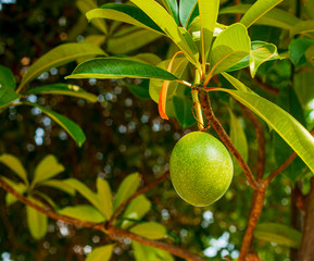 Green passion fruit on a branch with green leaves