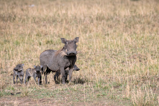 Mother warthog surrounded by her three adorable little babies.  Image taken in the Masai Mara, Kenya. 