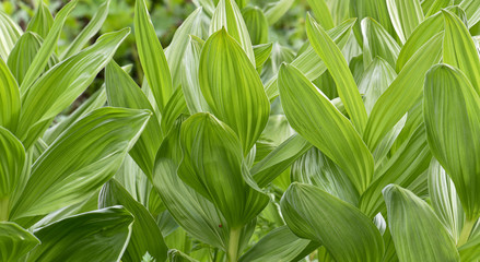 Green Shrub Background