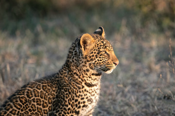 Close up of a leopard cub (approximately 6 months old), sitting in a clearing in the early morning sun. Image taken in the Masai Mara, Kenya.	