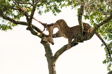 Female leopard removing a dead gazelle from a tree after her cub has finished eating.  Image taken in the Masai Mara, Kenya.