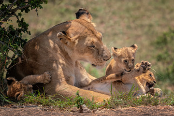 Mother lioness looking tenderly at her three young cubs as they play.  Image taken in the Masai Mara, Kenya.