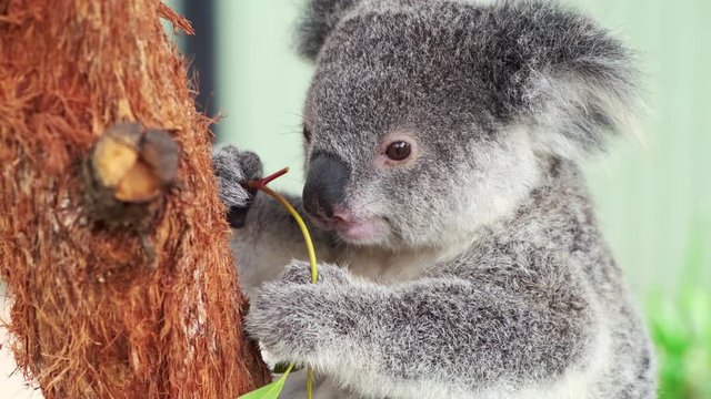 Cute Koala bear chewing on eucalyptus Leaves