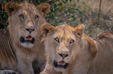 Close up of two young male lions with their manes just starting to grow.  Image taken in the Masai Mara, Kenya.