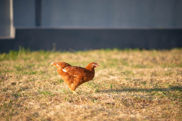 Hen chick walking in the garden