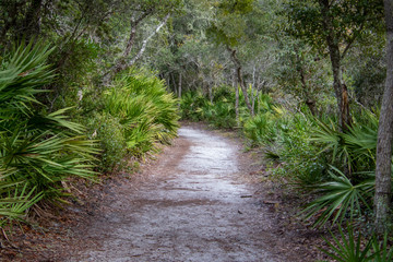 Fototapeta na wymiar pathways in the forest