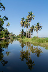 Fototapeta na wymiar Landscape of backwater with palm trees, kumarakom, kerala, South India