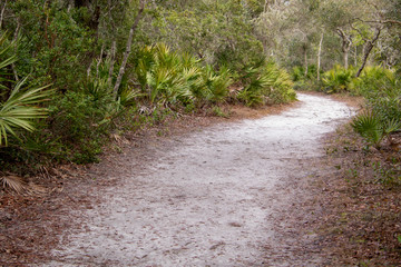 pathways in the forest