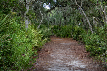 Fototapeta na wymiar pathways in the forest