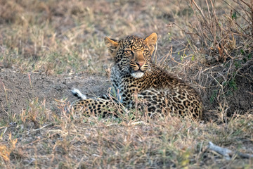 A leopard cub (approximately 6 months old), laying in the grass in the early morning sun.  Image taken in the Masai Mara, Kenya.