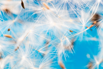 Flying dandelion seeds, macro photography of nature, dandelion parachutes on a bright colored background
