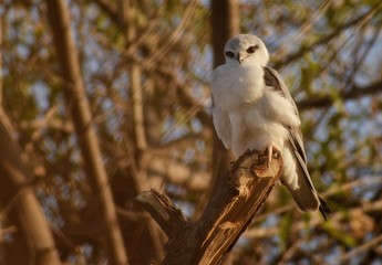  portrait of Black shouldered kite