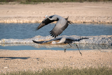 A pair of Blue Cranes fly in front of a watering hole.  Image take in Etosha National Park, Namibia.