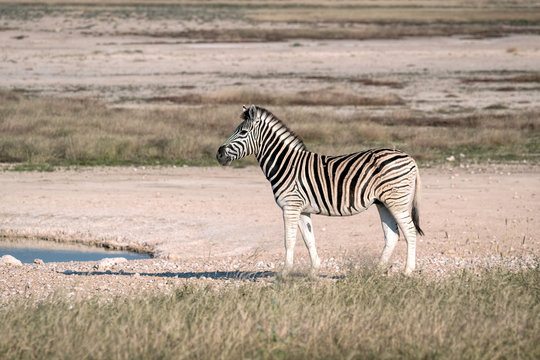 A zebra walks to a watering hole.  Image taken in Etosha National Park, Namibia.