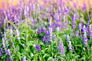 Beautiful small Violet flowers or purple lavender