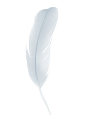 Beautiful white , baby blue feather isolated on white background