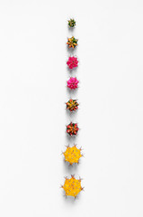 Coloured Gymno or Gymnocalycium cactus scion cutting for propagation isolated on white background