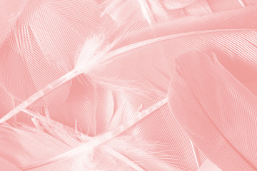 Beautiful soft pink feather wing pattern texture background