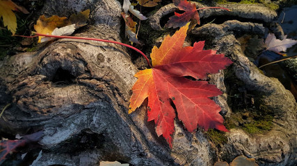 Red Maple Leaf On Tree Roots