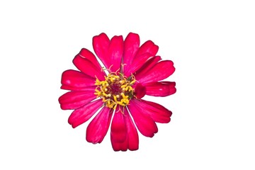 Beautiful Pink flower of zinnia isolated on white background.