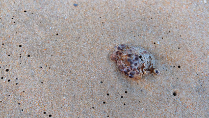 Sea shell on the sand beach background.