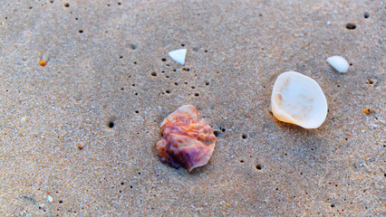 Fototapeta na wymiar Sea shell on the sand beach background.