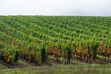 Fototapeta na wymiar A view over lush green rows of grapevines in an Oregon vineyard, some leaves turning to fall colors. 