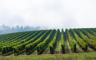 Fototapeta na wymiar Sun and shadow play over lush green rows of grapevines in an Oregon vineyard, fog softening a view of trees in the background. 