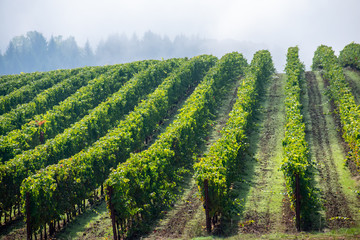 Naklejka premium Sun and shadow play over lush green rows of grapevines in an Oregon vineyard, fog softening a view of trees in the background. 