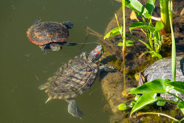 Two red-eared turtles swim near the shore of the pond. Red-eared slider, Trachemys scripta elegans