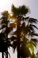 Fototapeta na wymiar Unique palm tree background