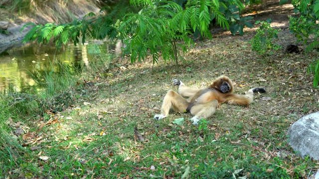 Hylobates lar or Hended Gibbon Sleeping on the grass