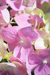 Hydrangea, soft focus. © lms_lms