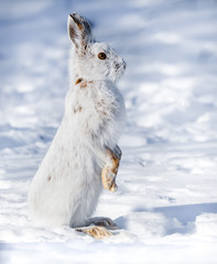 White Snowshoe Hare Standing on Snow in Winter © FotoRequest